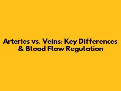 Arteries vs. Veins: Key Differences & Blood Flow Regulation