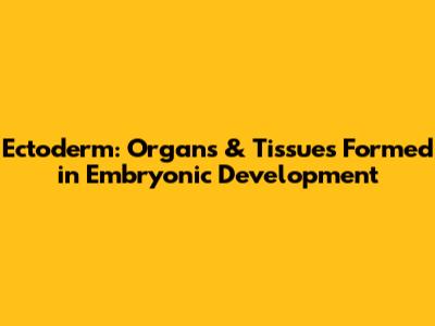 Ectoderm: Organs & Tissues Formed in Embryonic Development