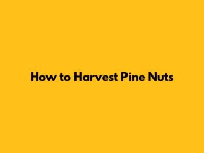 How to Harvest Pine Nuts